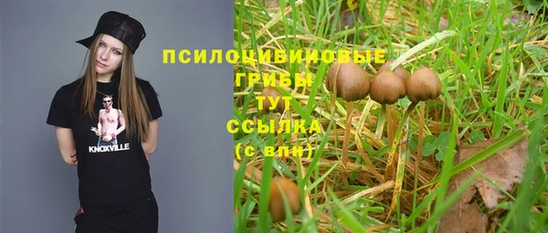 прущие грибы Кукмор